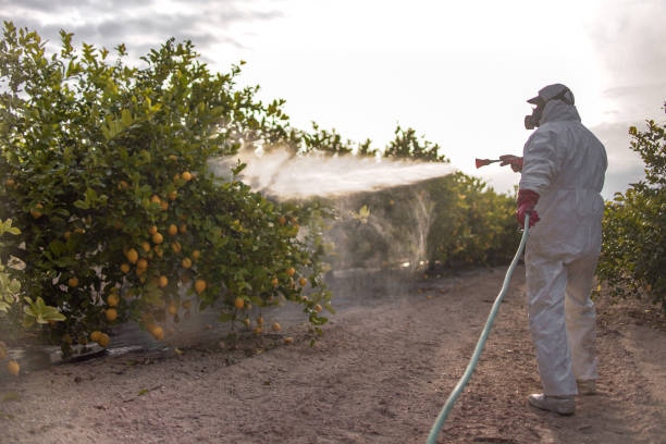 Trusted Avon, CO Pest Control Experts